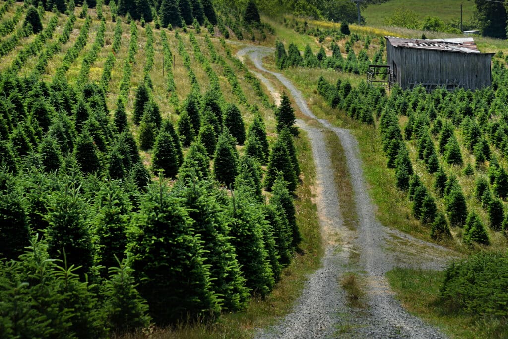 An overhead view of a Christmas Tree farm in North Carolina