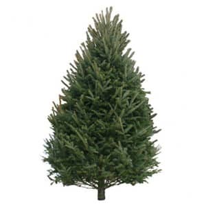 balsam fir 1