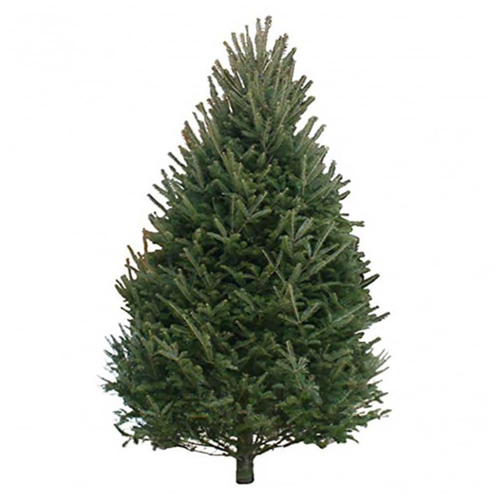 balsam fir 1 balsam fir 1