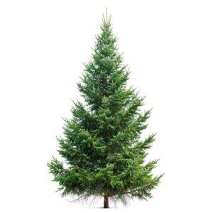 Balsam fir natural Christmas tree