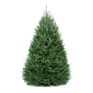 Christmas Trees