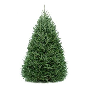 Fraser fir Christmas tree