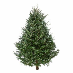 Fraser Fir #2 Grade Christmas Tree